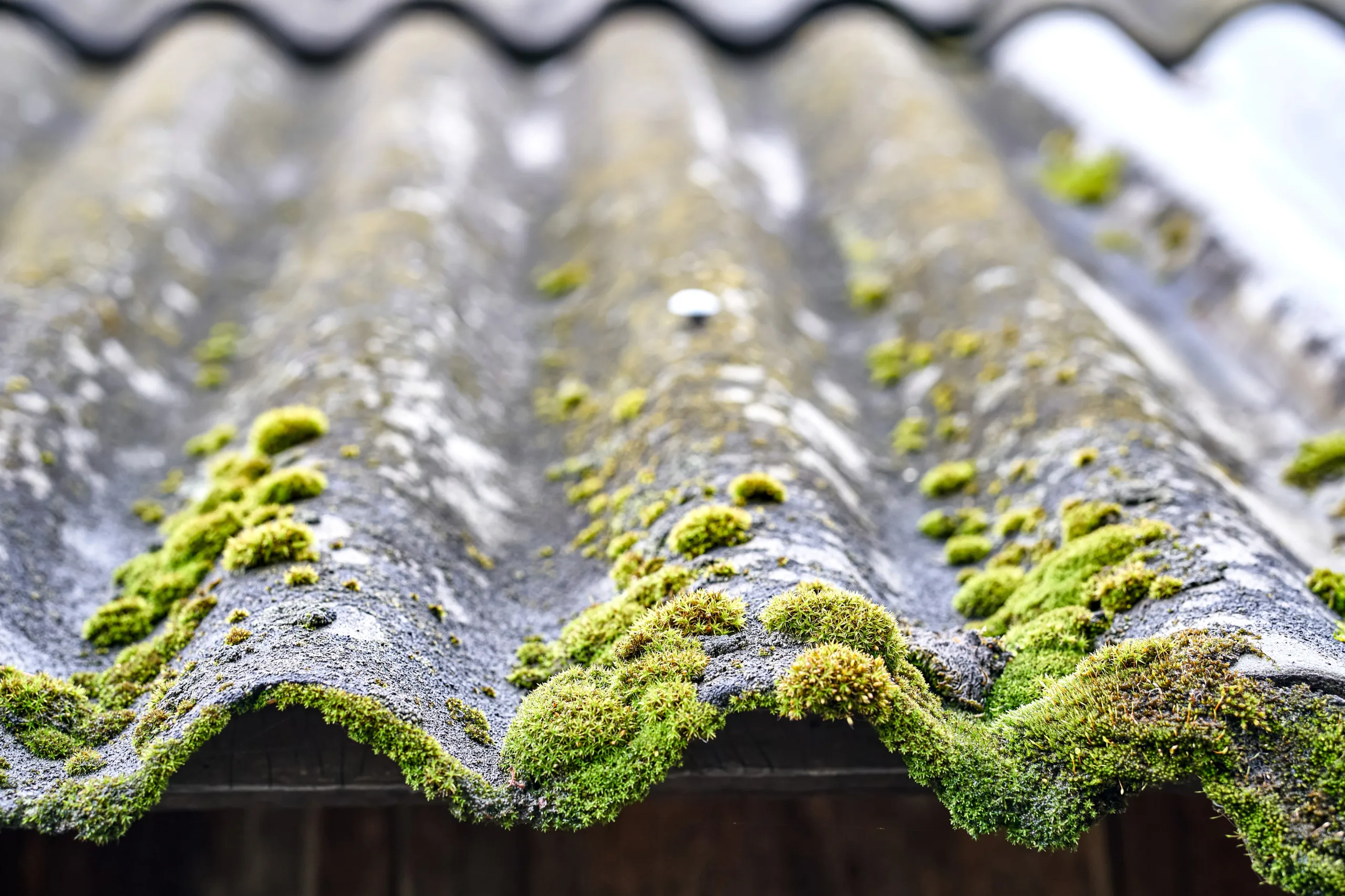 roof moss removal service Saint Helens roof moss removal service Saint Helens