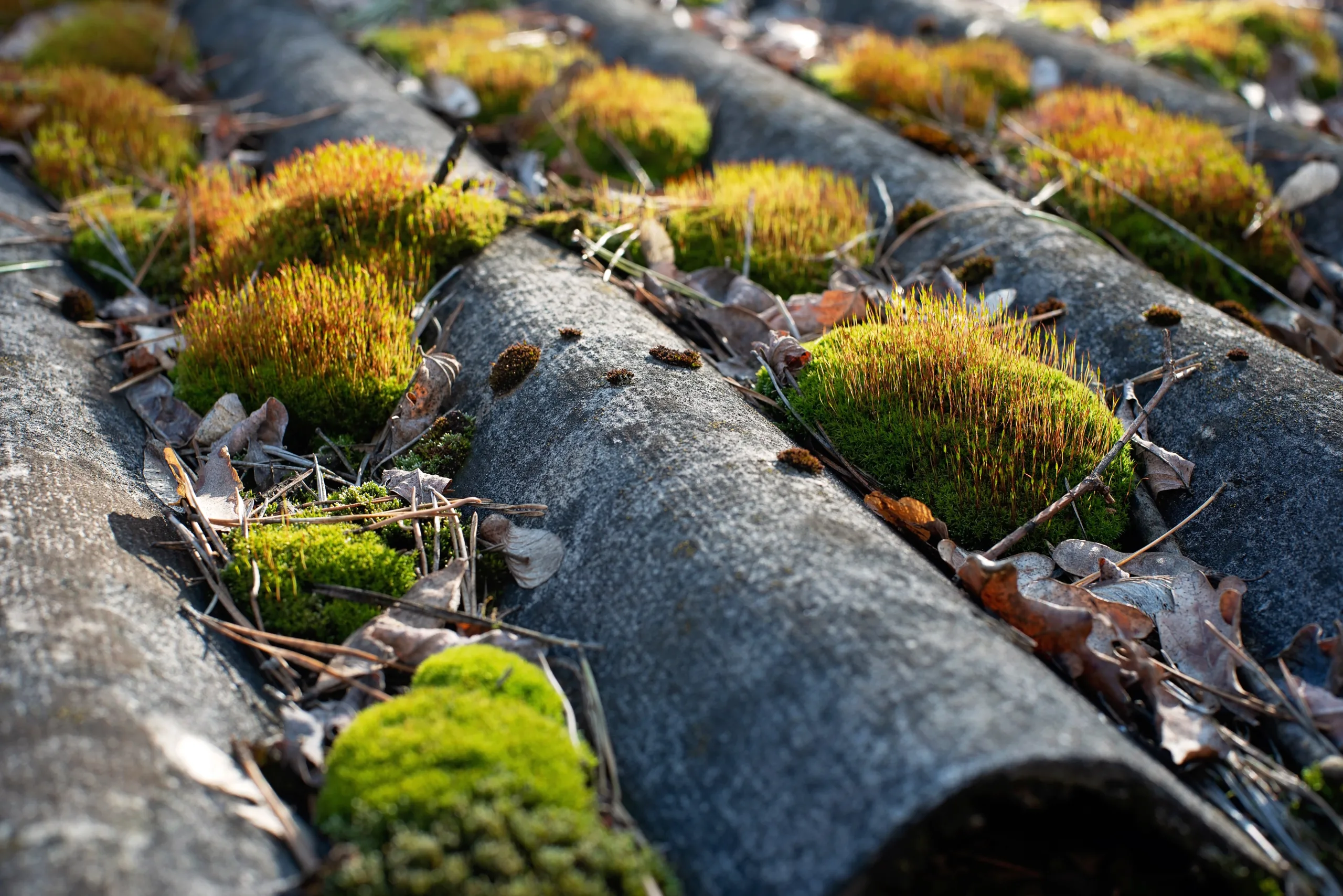 Moss Removal Saint Helens Moss Removal Saint Helens