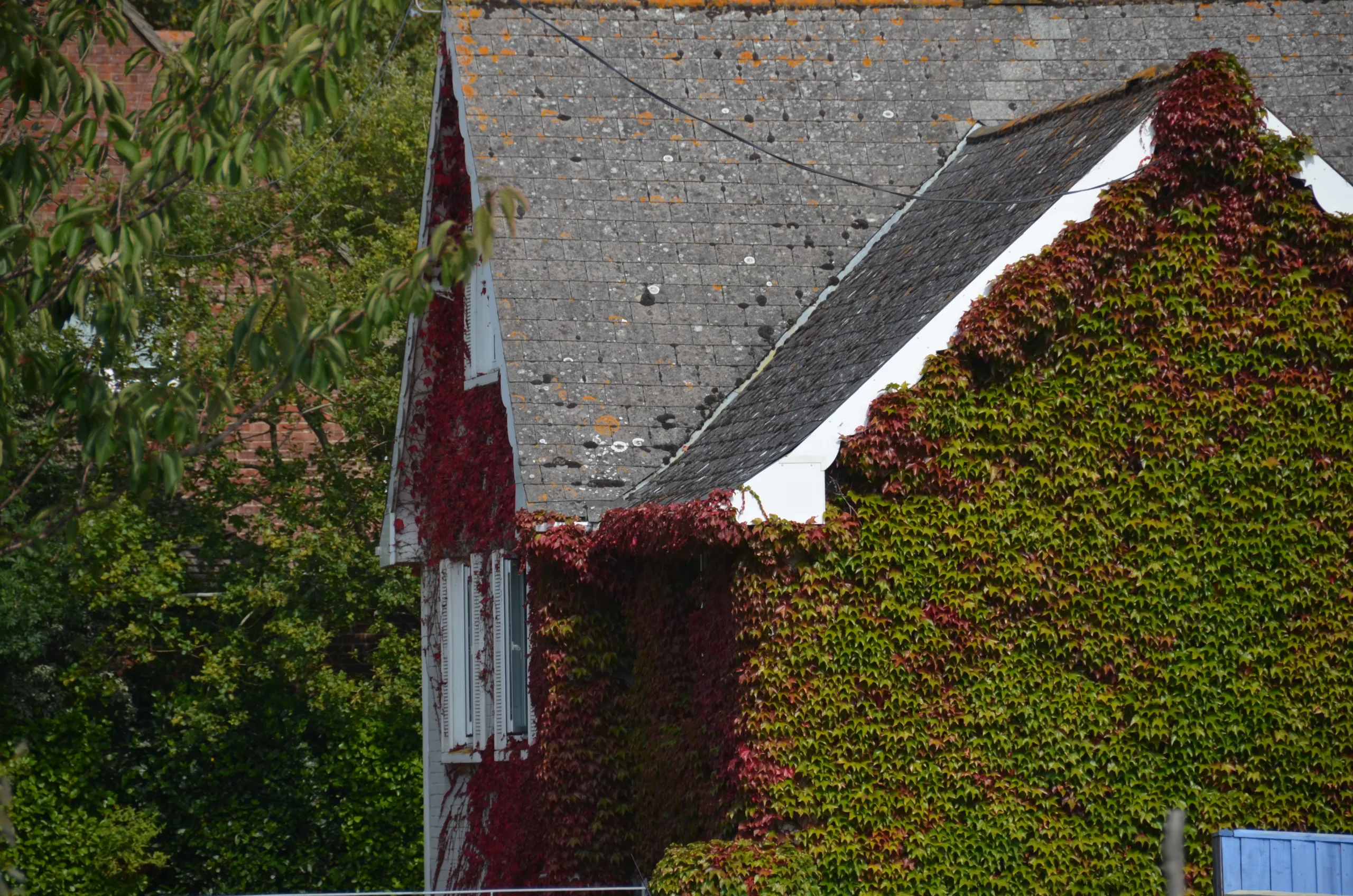 roof moss cleaning Saint Helens