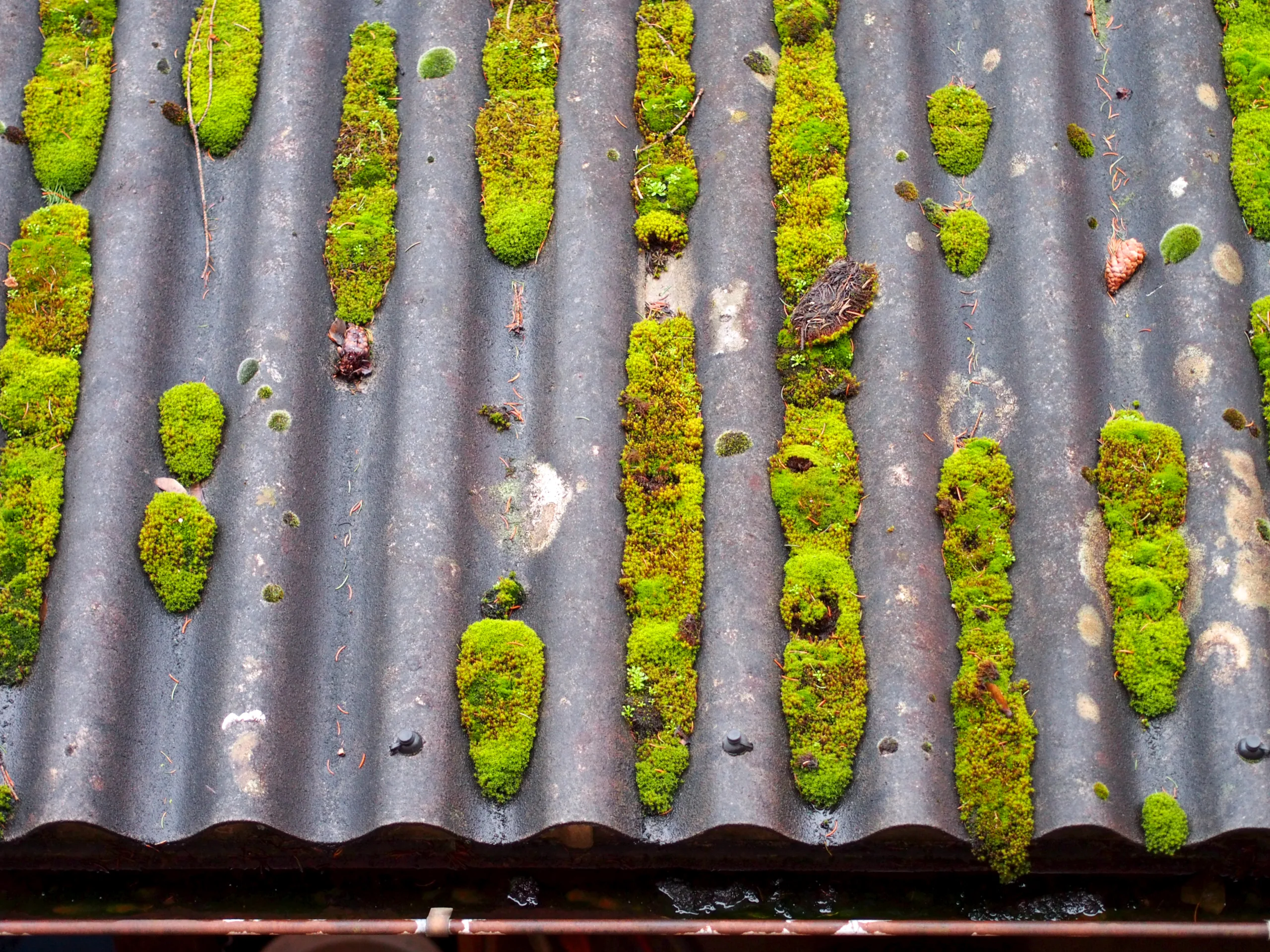 cost of moss removal from roof Saint Helens cost of moss removal from roof Saint Helens