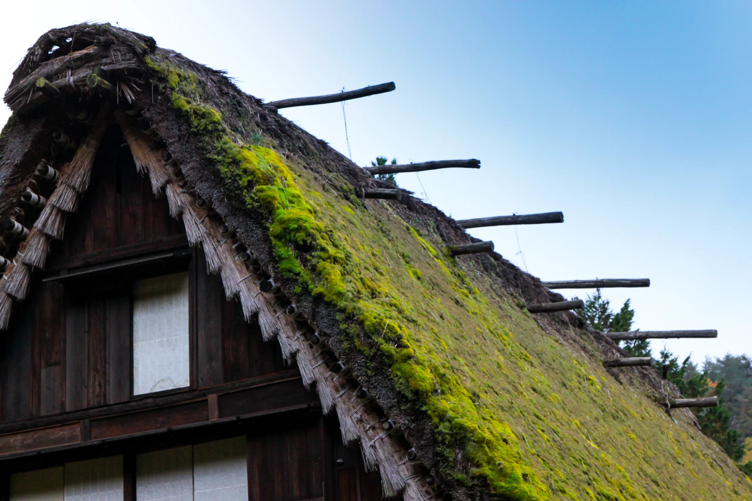 roof moss killer Saint Helens
