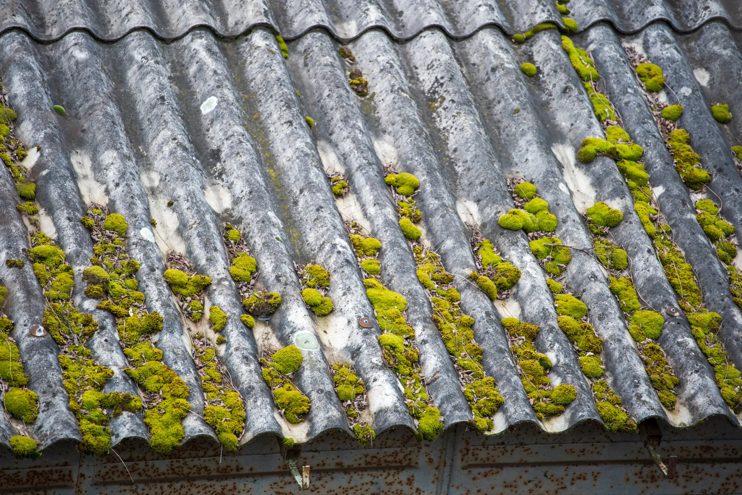 Blog moss removal cost Saint Helens